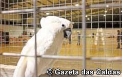 Exposição ornitológica mostrou cerca de mil aves na Expoeste