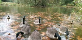 O Parque D. Carlos I e os gansos do Canadá