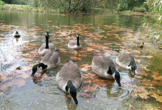 O Parque D. Carlos I e os gansos do Canadá