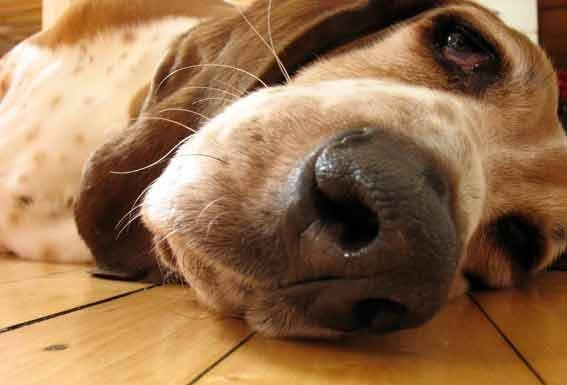 Hiperplasia Benigna da Próstata Gazeta das Caldas