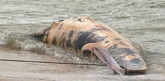 Baleia rara deu à costa morta em São Martinho