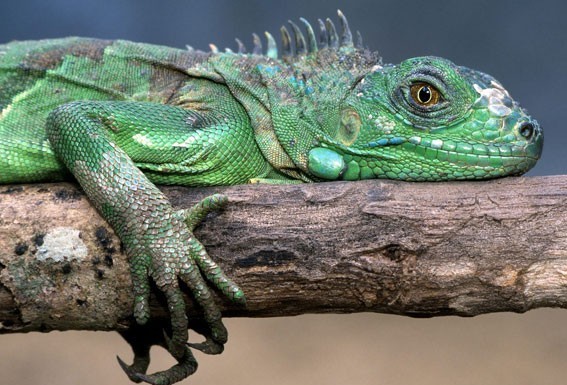 As iguanas Gazeta das Caldas