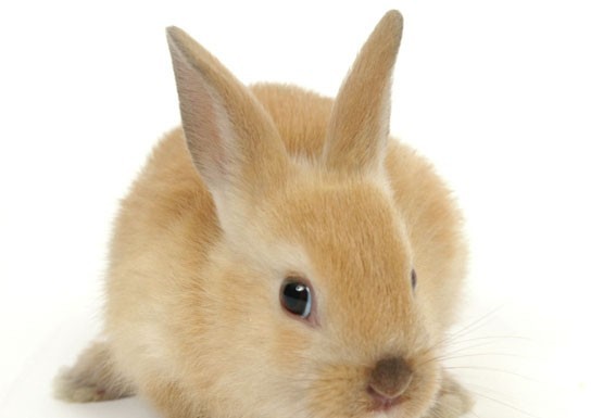 O coelho doméstico Gazeta das Caldas