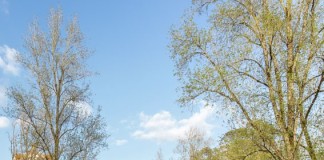 Festival do Cavalo Lusitano traz vida ao Parque D.Carlos I Gazeta das Caldas