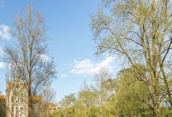 Festival do Cavalo Lusitano traz vida ao Parque D.Carlos I Gazeta das Caldas