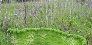 Planta nas Gaeiras sofre mutação e intriga moradores Gazeta das Caldas