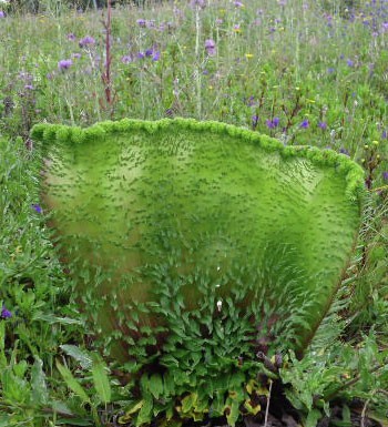Planta nas Gaeiras sofre mutação e intriga moradores Gazeta das Caldas