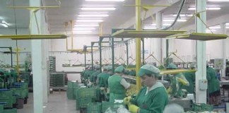 Academia Compal deu lição sobre como conservar a pêra Rocha Gazeta das Caldas