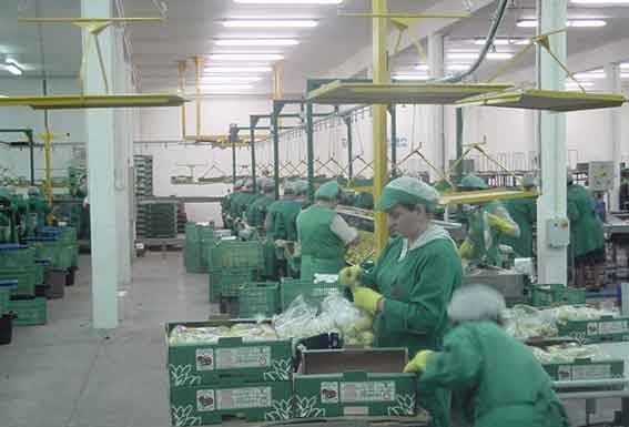 Academia Compal deu lição sobre como conservar a pêra Rocha Gazeta das Caldas