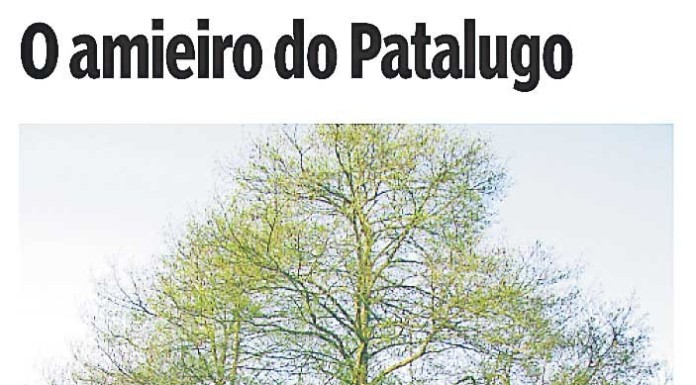 Amieiro do Patalugo foi classificado Gazeta das Caldas