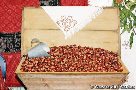 1castanhasSernancelhe copy_1