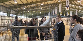 1500 pessoas viram 2000 aves na Expoeste Gazeta das Caldas