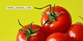 Produtos do Oeste vão ter mercado dedicado em Lisboa Gazeta das Caldas