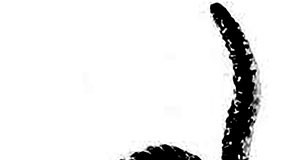 O gato preto da minha rua Gazeta das Caldas