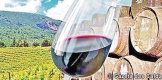 Rotas dos vinhos precisam de maior dinamismo Gazeta das Caldas