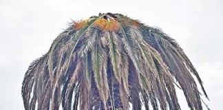 Escaravelho das palmeiras continua a dizimar árvores Gazeta das Caldas