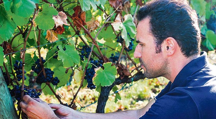 Os “vinhos de oiro” do enólogo obidense Rodrigo Martins