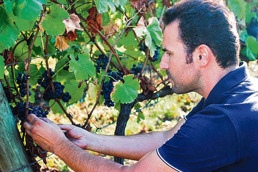 Os “vinhos de oiro” do enólogo obidense Rodrigo Martins