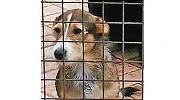 Perdidos, Achados & para Adopção 17/06/2016