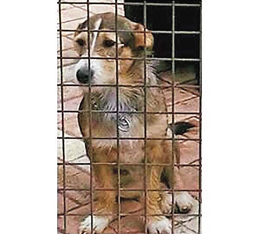 Perdidos, Achados & para Adopção 17/06/2016