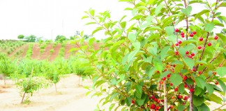 Ginja de Óbidos e Alcobaça já tem área protegida