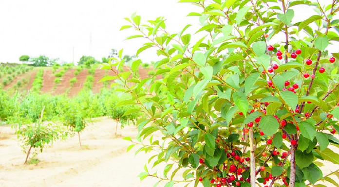 Ginja de Óbidos e Alcobaça já tem área protegida