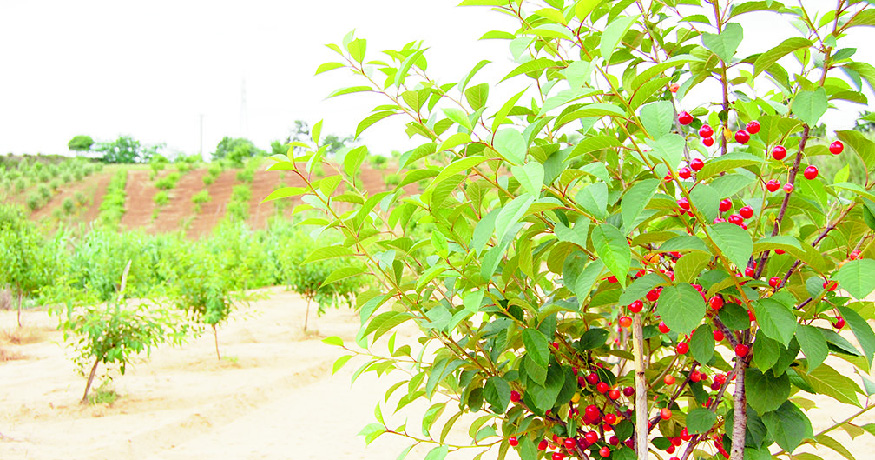 Ginja de Óbidos e Alcobaça já tem área protegida