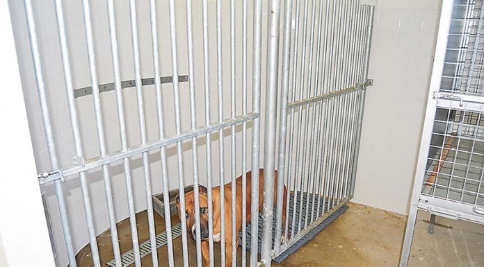 Assembleia da República aprovou fim do abate dos animais abandonados nos canis