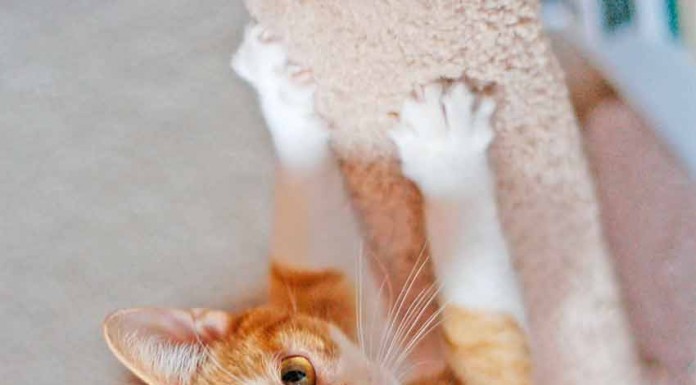 Educar o gato, o segredo está na relação