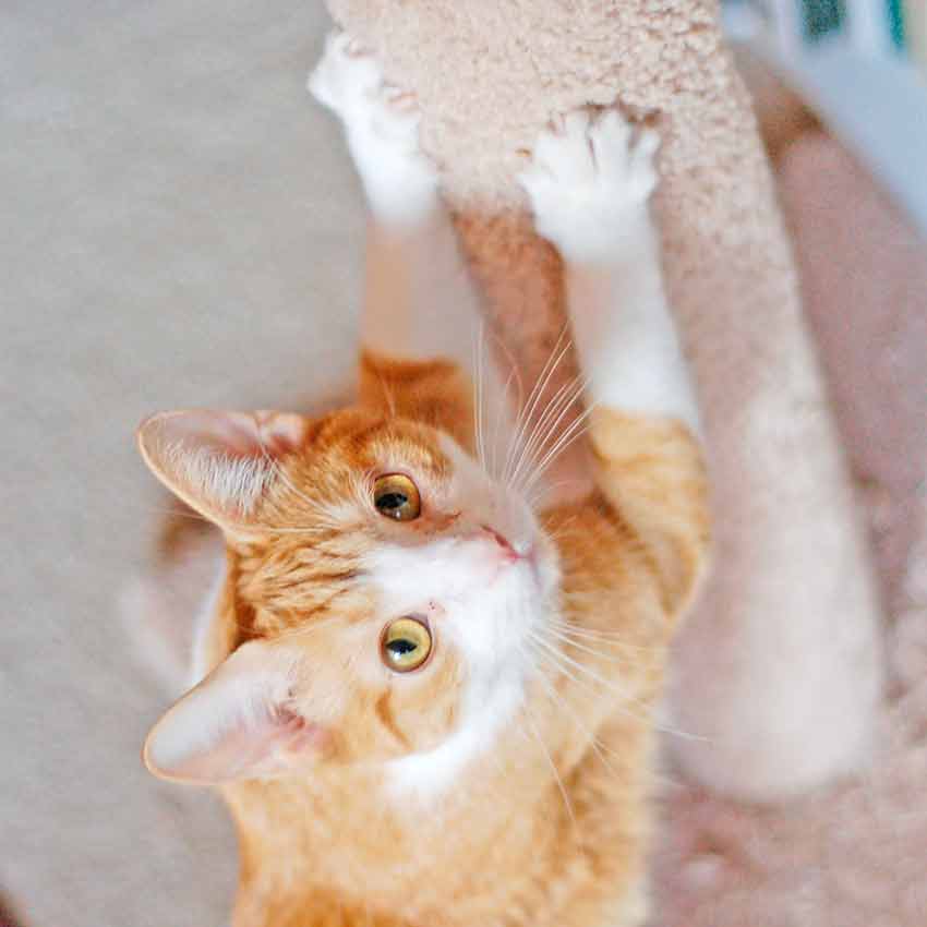 Educar o gato, o segredo está na relação