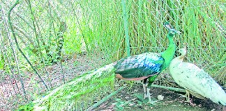 OCORRÊNCIAS POLICIAIS | Acidente no Bairro das Morenas mata jovem de 23 anos