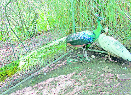 OCORRÊNCIAS POLICIAIS | Acidente no Bairro das Morenas mata jovem de 23 anos