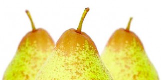 Apanha da pêra Rocha só em finais de Agosto