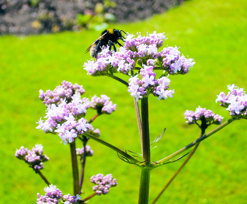 Valeriana officinalis