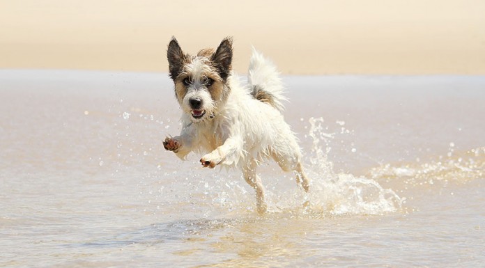 Os cães podem ir à praia?