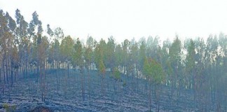 Dezenas de bombeiros no combate a incêndios florestais