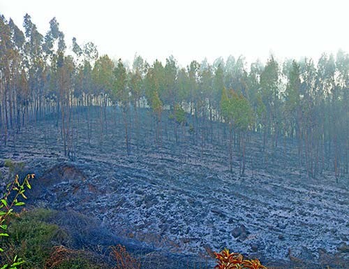 Dezenas de bombeiros no combate a incêndios florestais