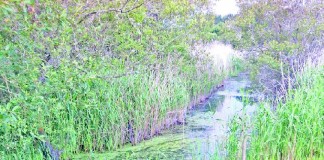 Curso de ilustração científica e desenho de natureza