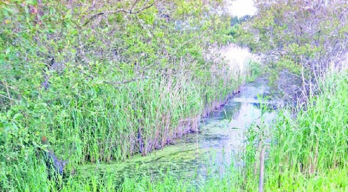 Curso de ilustração científica e desenho de natureza