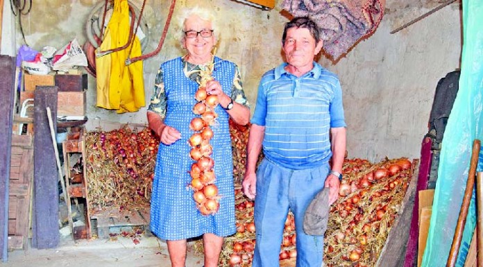 Ceboleiros de Alvorninha garantem cebola na Feira de Rio Maior