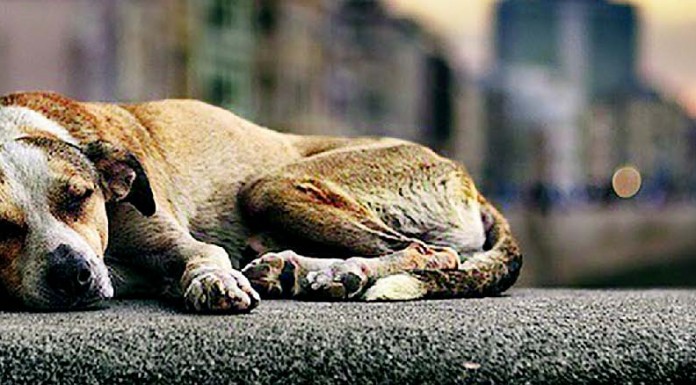 Número de animais abandonados em Portugal não tem aumentado