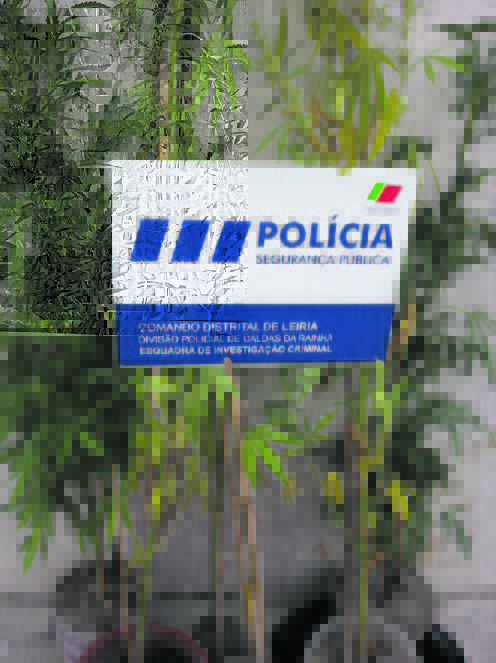 Doze multas por campismo ilegal  em Peniche