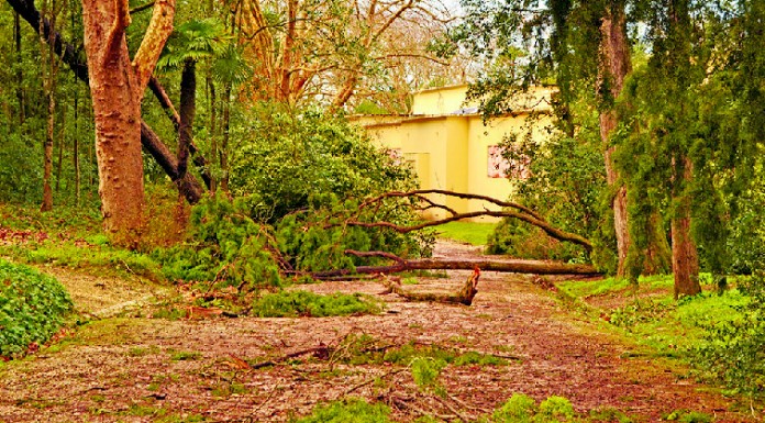 Vão ser cortados 12 plátanos no Parque D. Carlos I