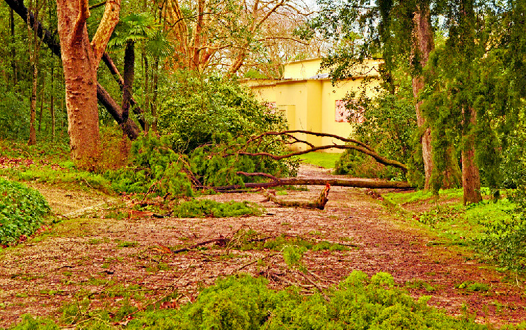 Vão ser cortados 12 plátanos no Parque D. Carlos I