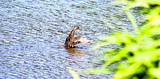 O Paul de Tornada ao nascer do sol