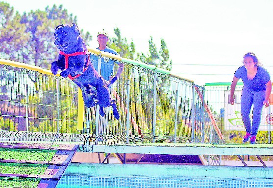 Troféu de Dock Diving trouxe mais de 20 cães às Caldas