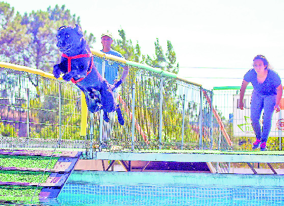 Troféu de Dock Diving trouxe mais de 20 cães às Caldas