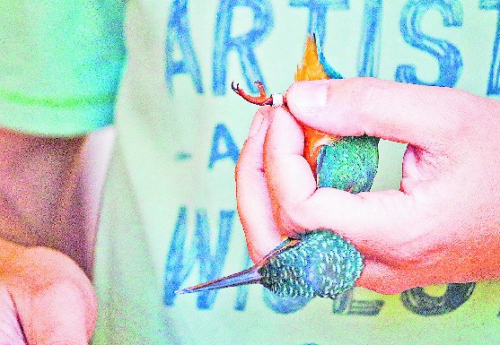 Sessenta e uma aves anilhadas num fim-de-semana