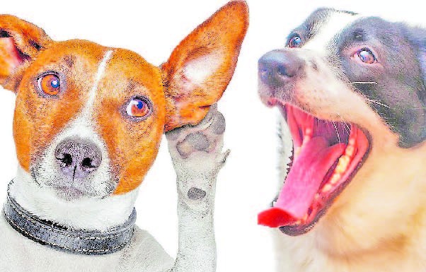 Estudo comprova que os cães distinguem palavras e a sua entoação