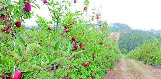 Polémica das moscas em Óbidos longe de uma resolução